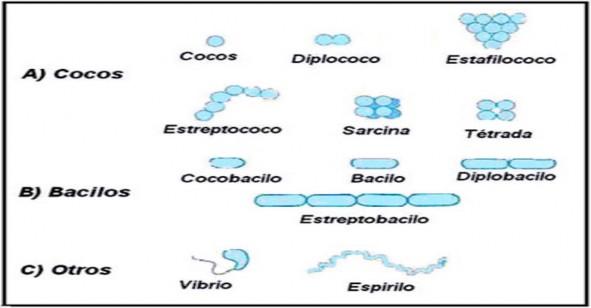 http://www.facmed.unam.mx/deptos/microbiologia/bacteriologia/images/formas.jpg