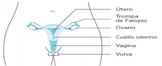 Este diagrama muestra diferentes partes del sistema reproductivo de una mujer.